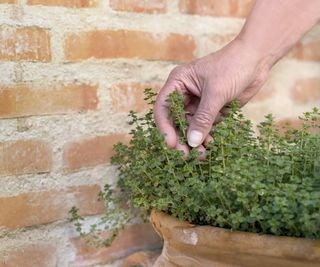 A hand holding a sprig of thyme growing in a terra cotta pot against a brick wall