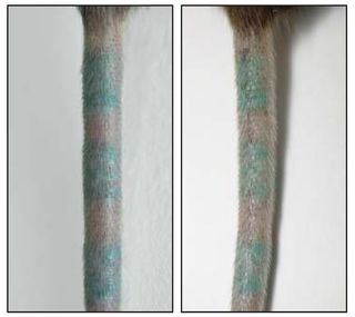 A tattooed mouse tail appears the same before (left) and after (right) researchers killed the mouse's pigment-carrying dermal cells.