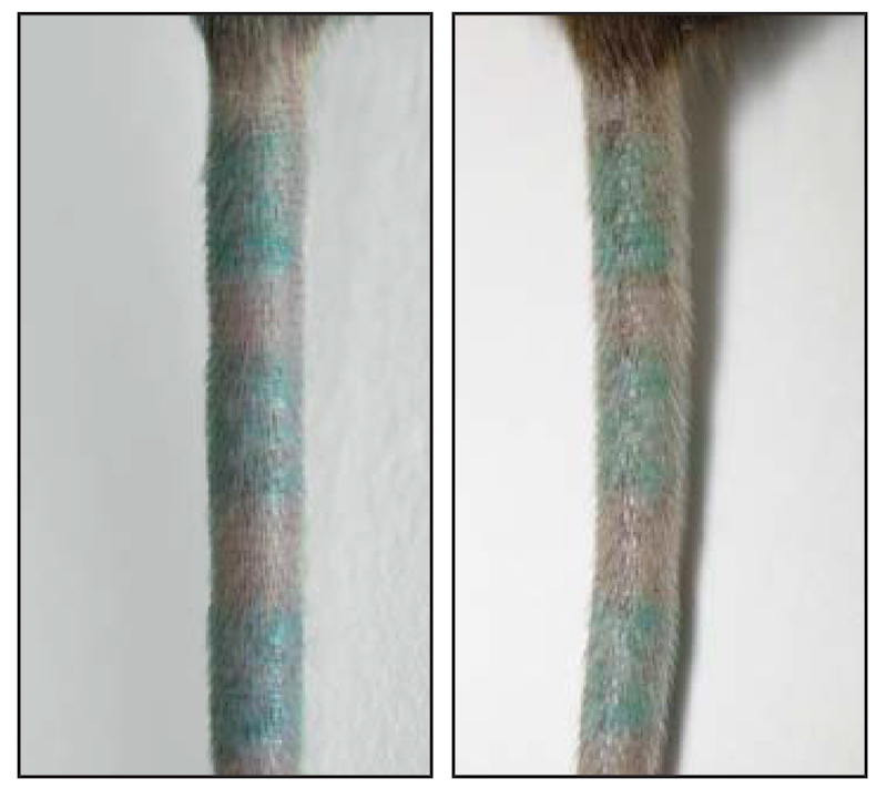 A tattooed mouse tail appears the same before (left) and after (right) researchers killed the mouse's pigment-carrying dermal cells.