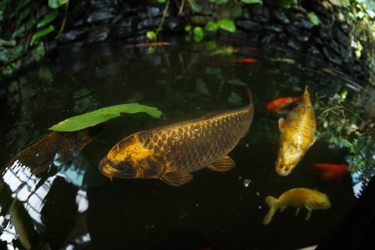 AstrHori 12mm f/2.8 Fisheye lens review