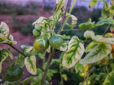 Tomato Plant Effected By Viroid Disease