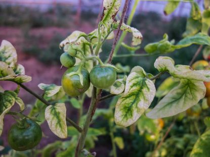 Tomato Plant Effected By Viroid Disease