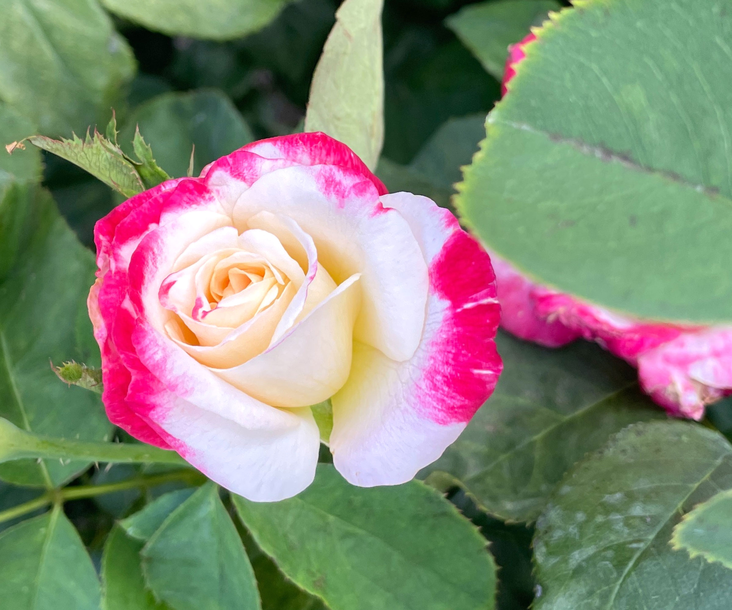 rose Peppermint Patty in full bloom
