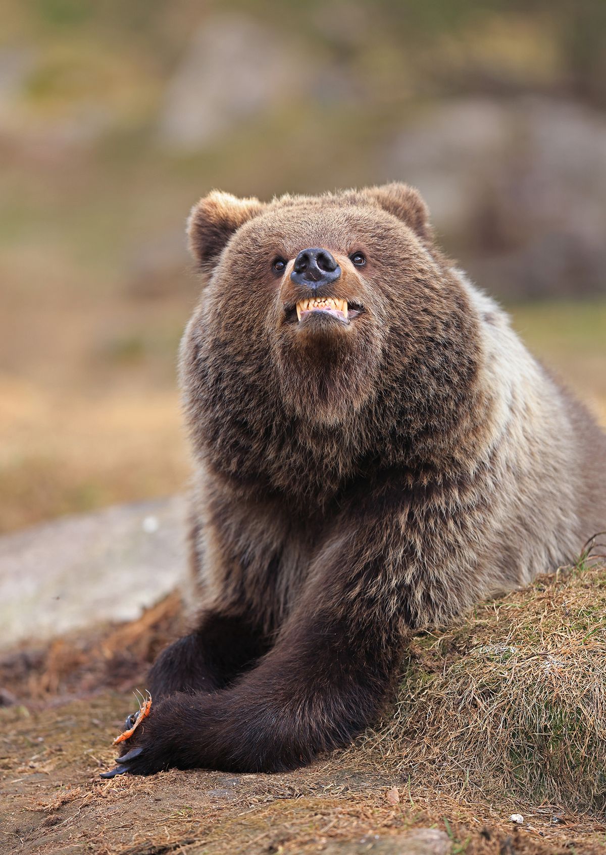 Bear with a grinning face
