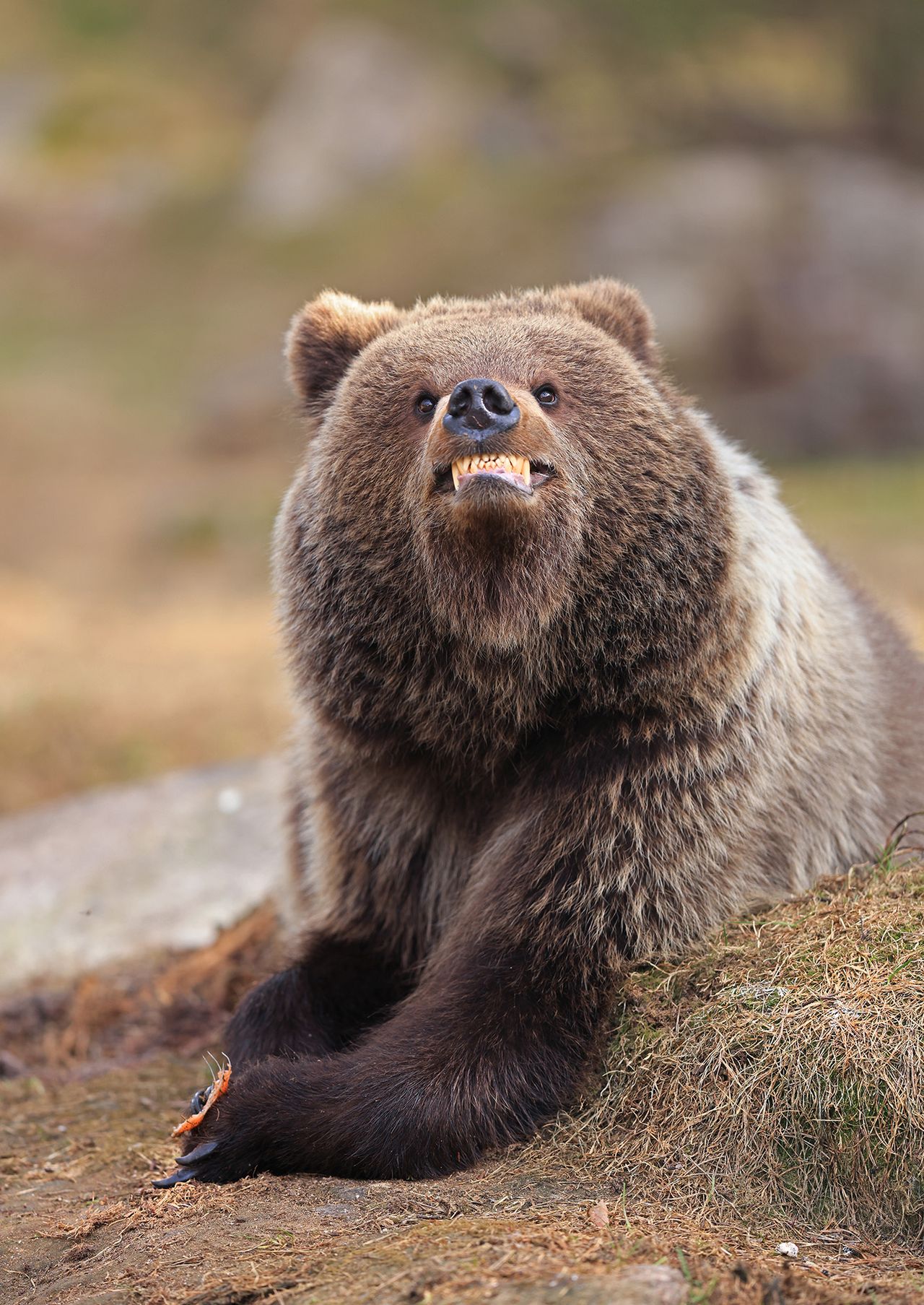 Bear with a grinning face