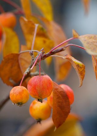 Crab apple malus evereste in fruit in autumn