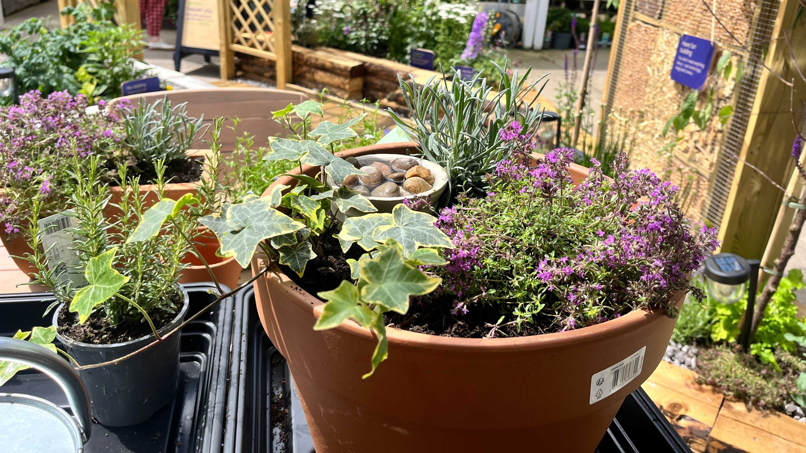 Close-up of pollinator pathway at B&amp;Q Cheltenham store.