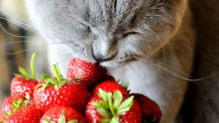 cat eat strawberries