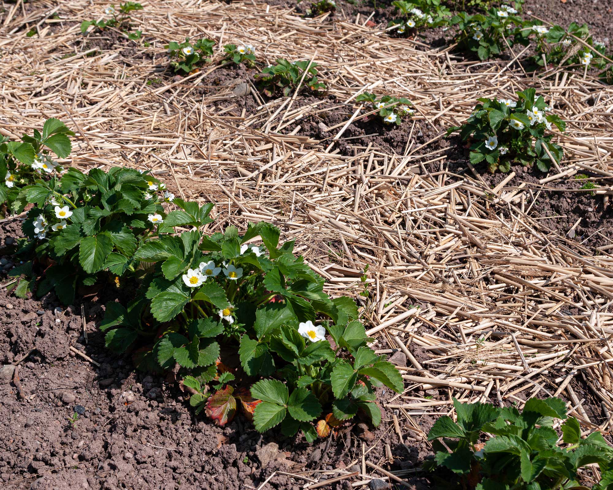 Mulching: a guide on when and how to mulch your garden | GardeningEtc