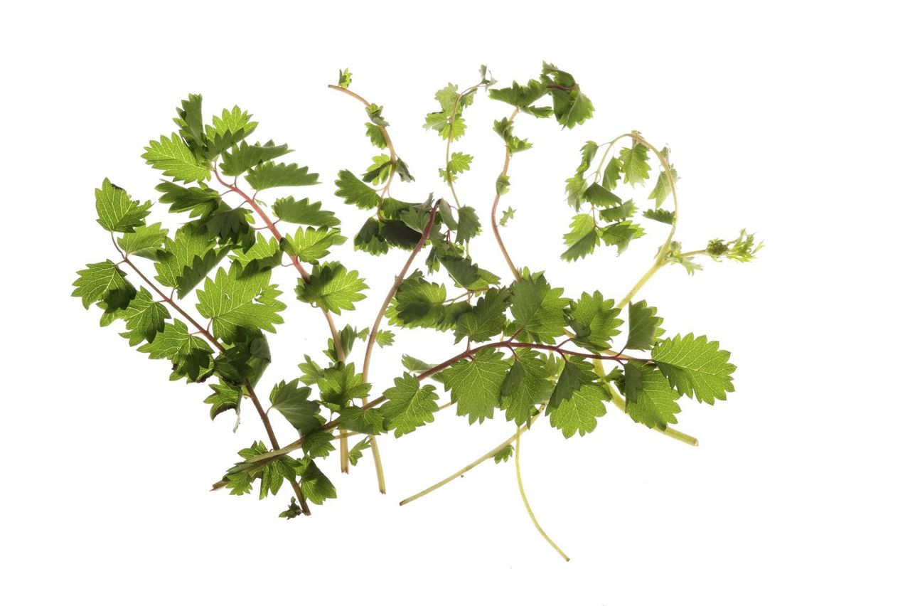 Salad Burnet Plant