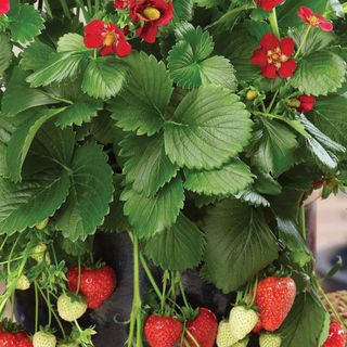 An outdoor strawberry tree