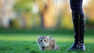 tabby cat on leash