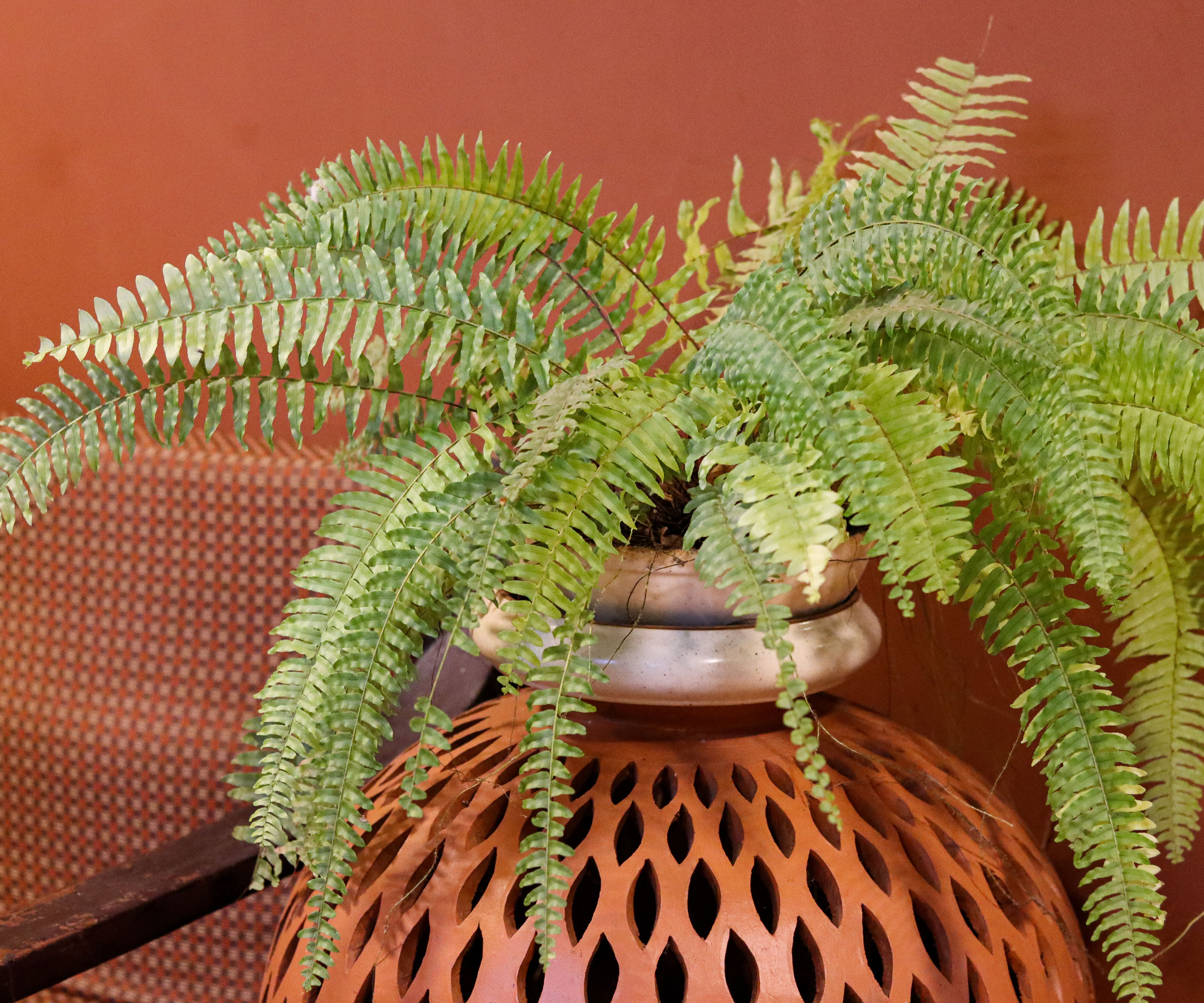Boston fern in orange container in living room
