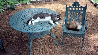 Polydactyl cats at the Hemingway Home and Museum