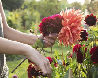 Cutting dahlia flowers from the garden