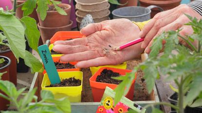 sowing zinnia seeds