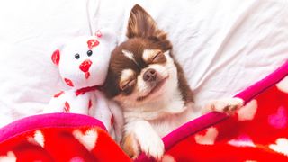 Cute chihuahua puppy sleeping with teddy bear on a white bed covered in red blanket with hearts