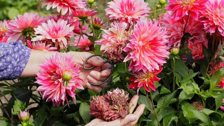 Deadheading mistakes: 5 errors to avoid when removing blooms | Homes ...