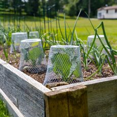 raised bed vegetable garden with wire cloches
