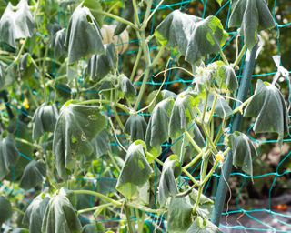 Wilting cucumber plants