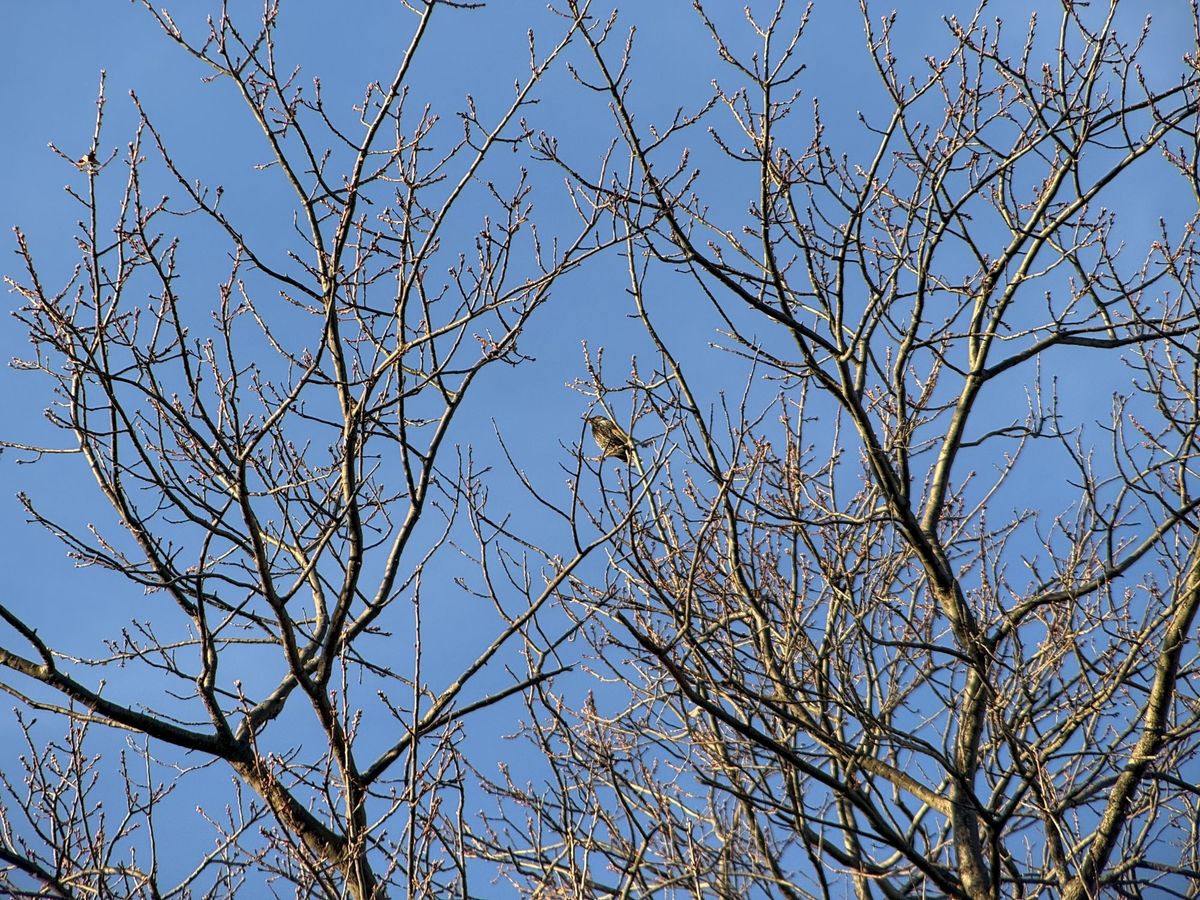 Shiftcam 240mm Super Zoom Tele zoom sample.