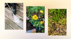 composite of person cleaning patio, planting flowers and sprinkled grass seeds