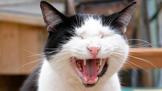 Cat yawning or laughing