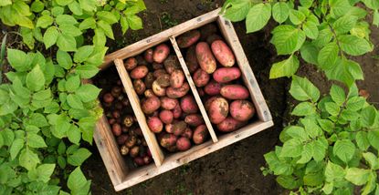 Potatoes growing in a garden or allotment to support advice on when to start chitting potatoes