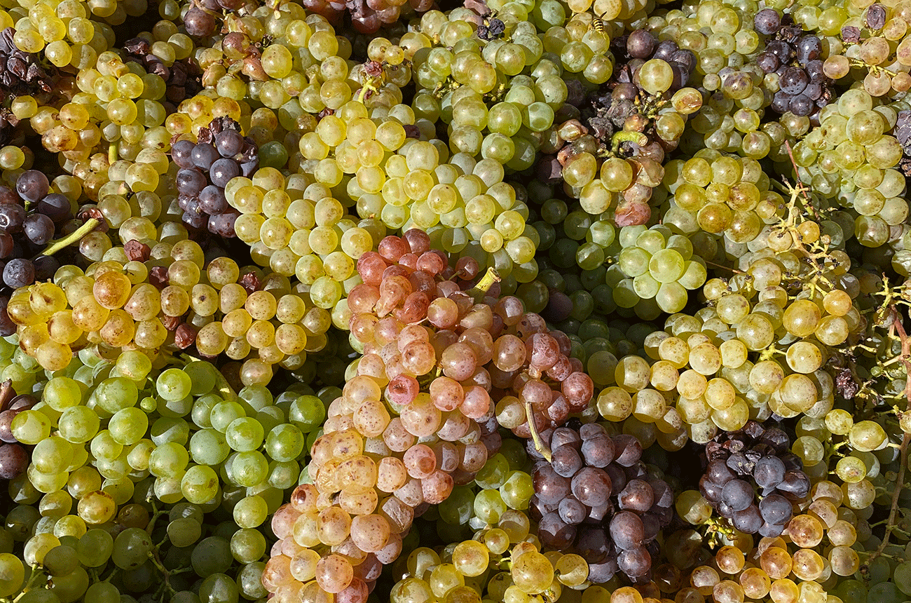wieninger_grapes
