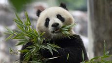 Giant panda Qing Bao in her habitat