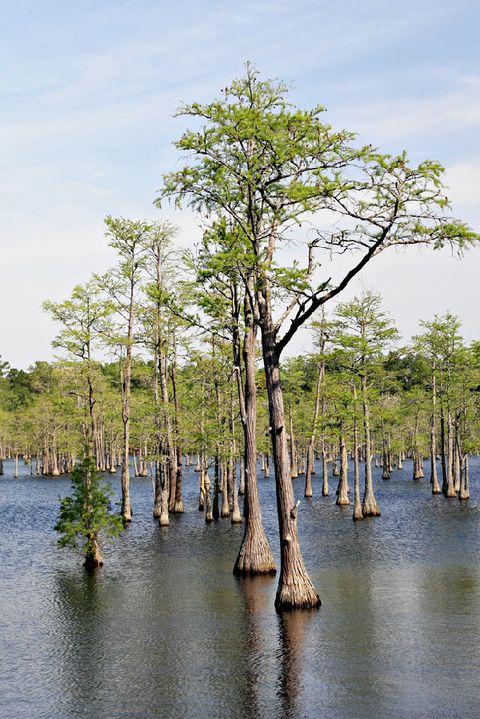 Cypress Trees Saw Rupturing of Earth's Supercontinents | Live Science