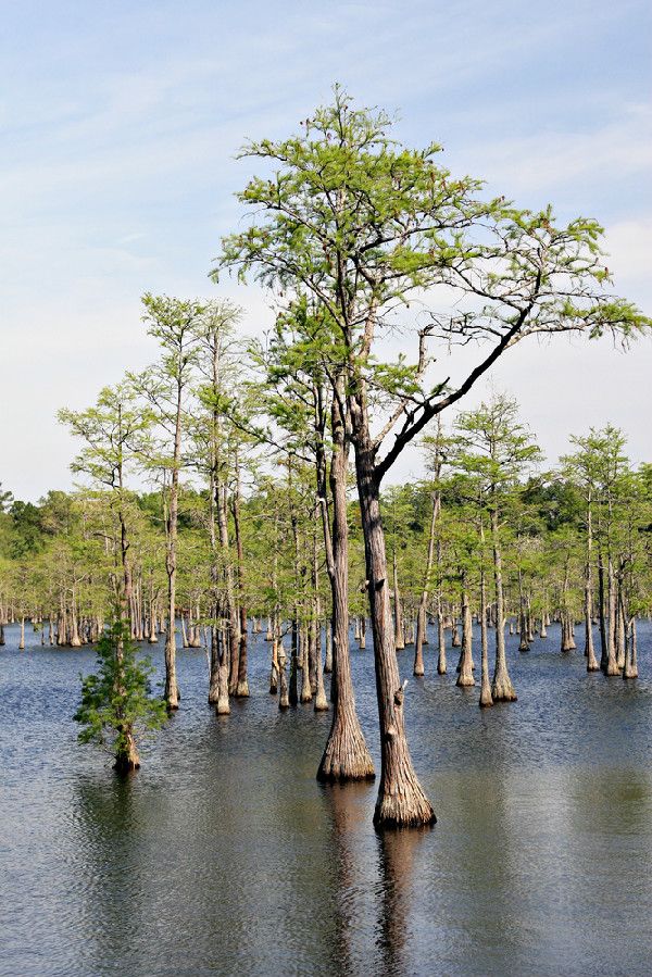 Cypress trees, like these, are conifers found on all continents except Antarctica. 