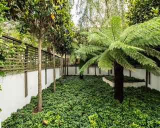small courtyard garden with tree fern