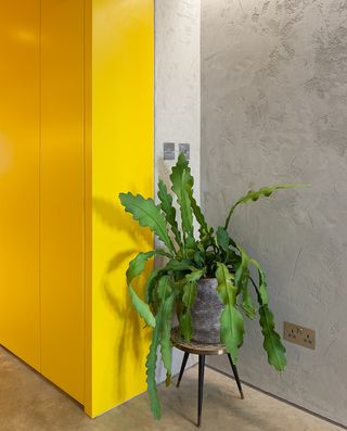 Green plant with a yellow wall
