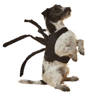 dog with costume