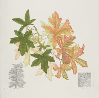 Botanical illustration of leaves