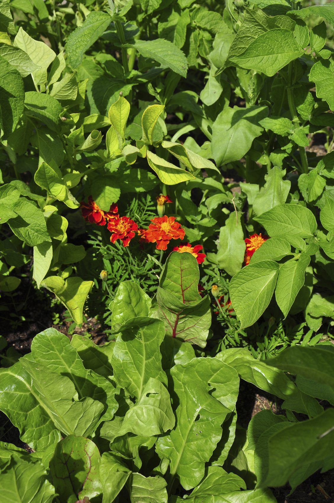 marigold companion planting