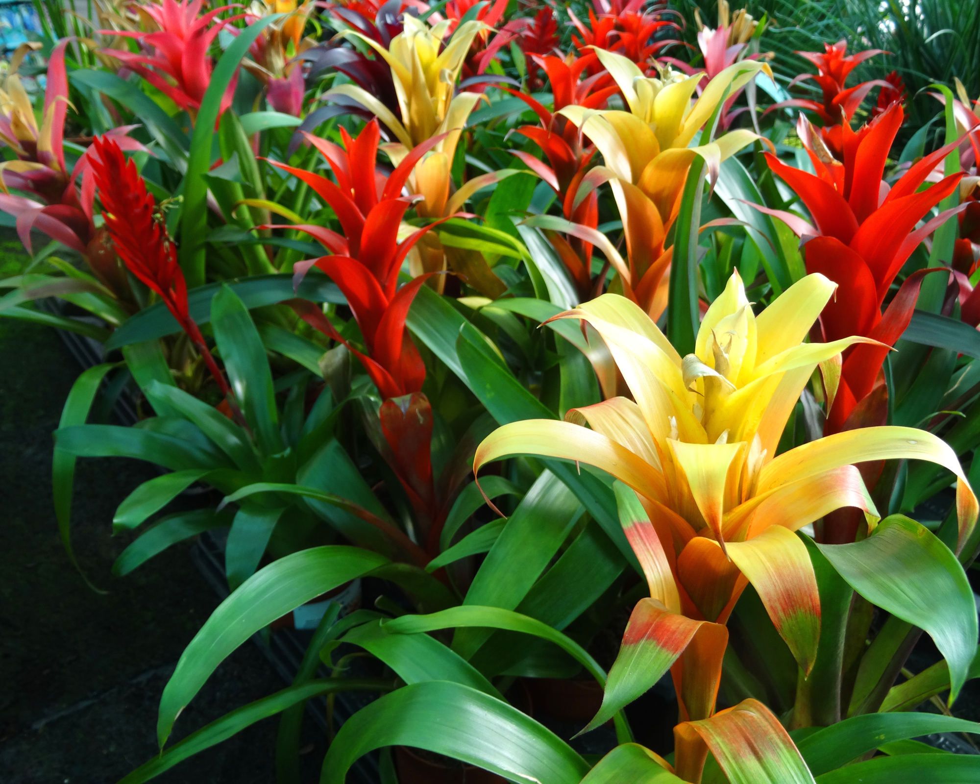 Orange and red bromeliads