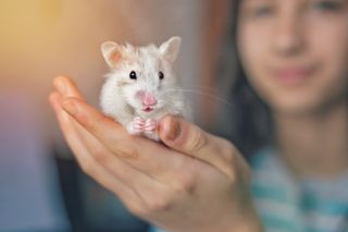 Choose the right family pet: Hamsters