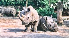 White rhinos owe their name to the Afrikaan word &lsquo;weit&rsquo;, meaning wide, which refers to the animal's wide mouth.