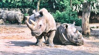 White rhinos owe their name to the Afrikaan word ‘weit’, meaning wide, which refers to the animal's wide mouth.