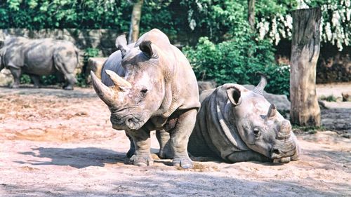 research articles in rhinoceros