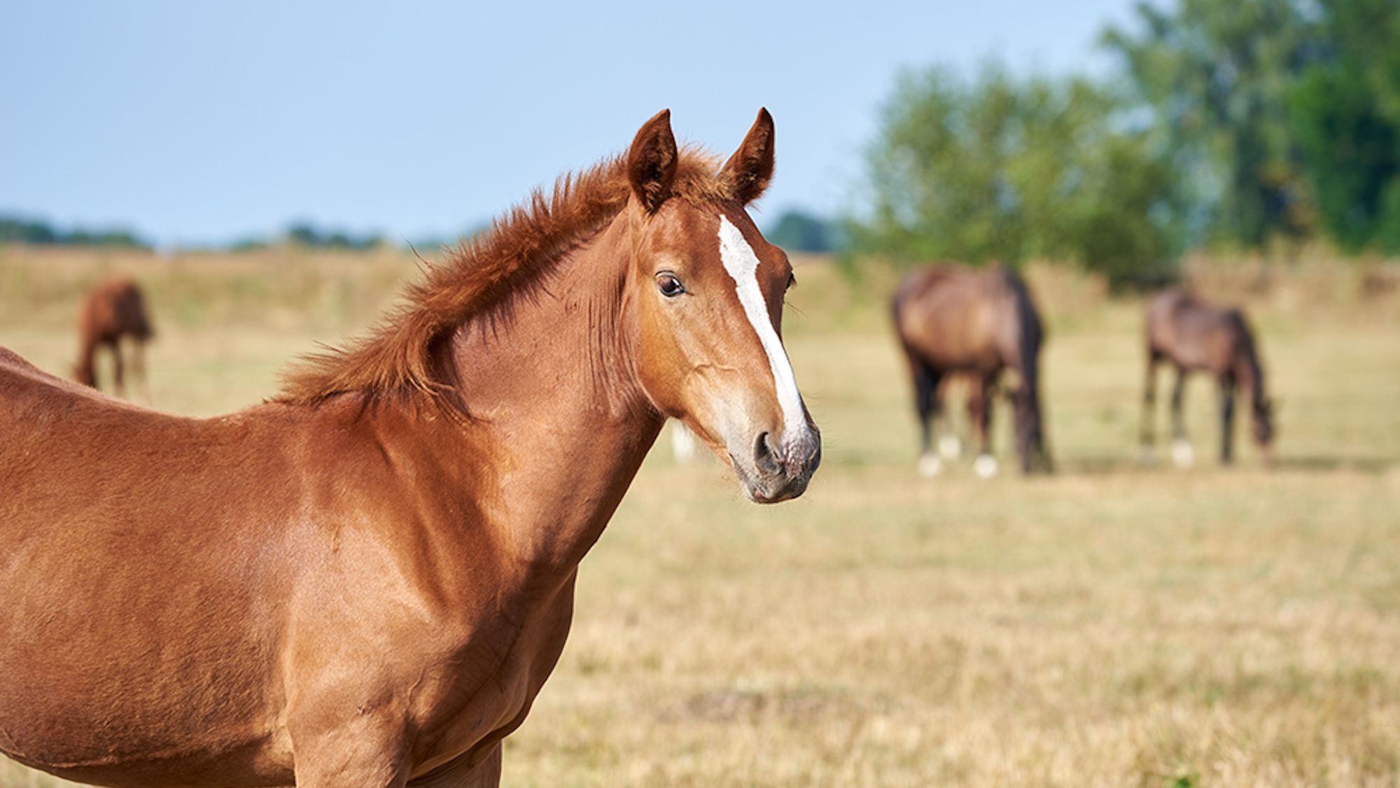 ‘Worms don’t go on holiday’: owners urged not to delay testing as heat and drought may increase parasite risk