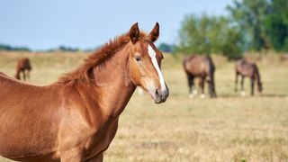 Horses in a field of yellowing grass