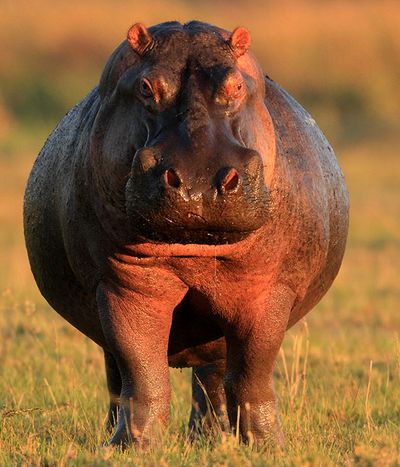 Skin, Organism, Terrestrial animal, Adaptation, Snout, Ecoregion, Wildlife, Grassland, Liver, Grass family,