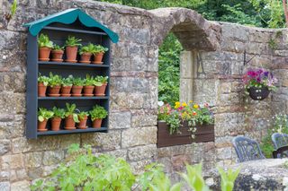 An auricula theatre in a cottage garden