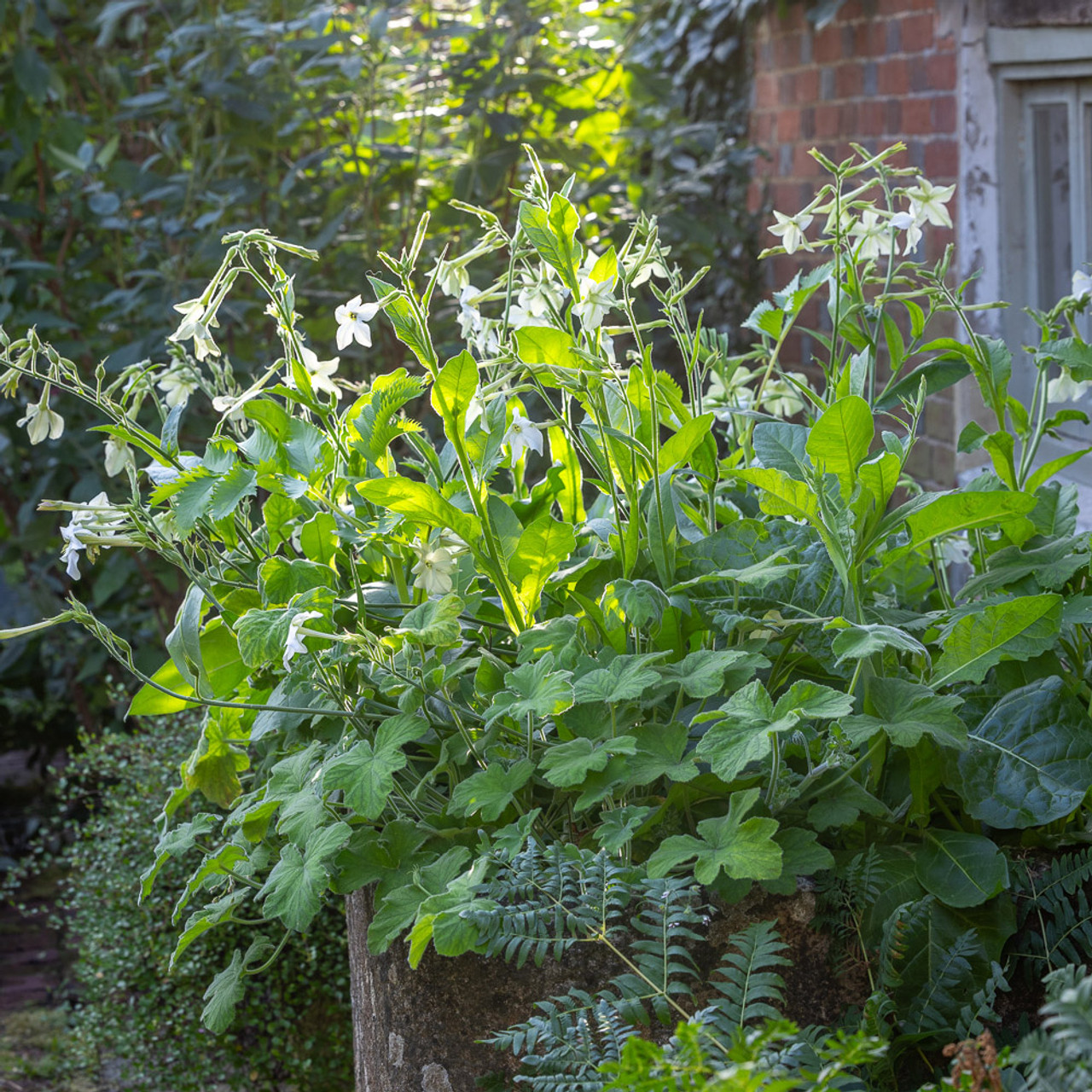Shady Perfumed Doorstep Collection