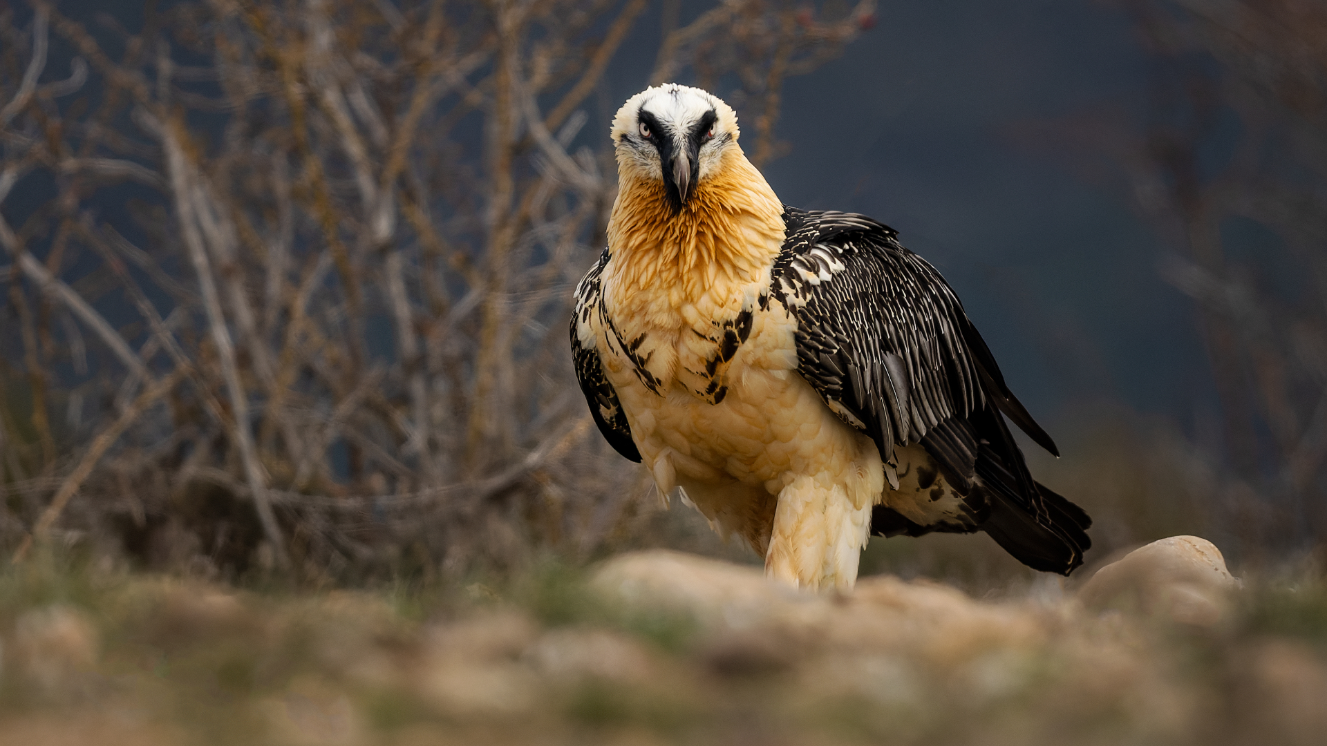 a bearded vulture looks at the camera