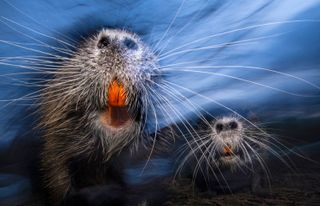 Whiskers of beavers