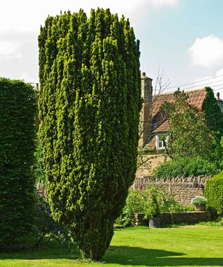 Columnar yew tree